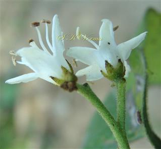  Flowers -Lateral view - See calyx 